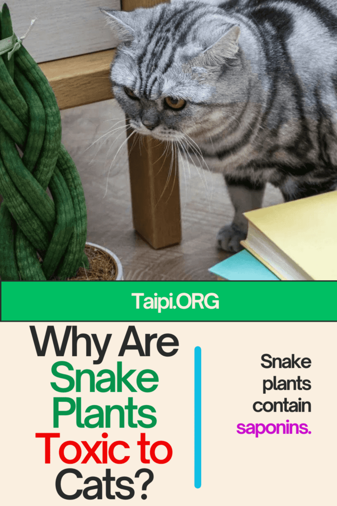 Are Snake Plants Safe for Cats