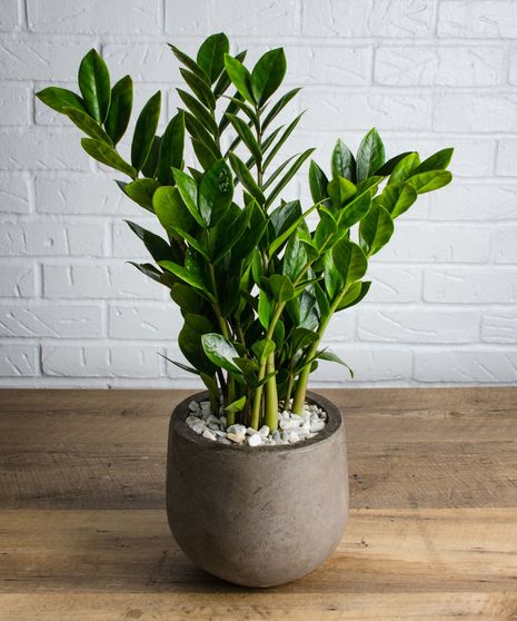 Indoor Plants with Large Leaves That Don't Bloom