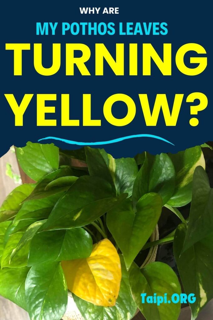 Pothos Leaves Turning Yellow