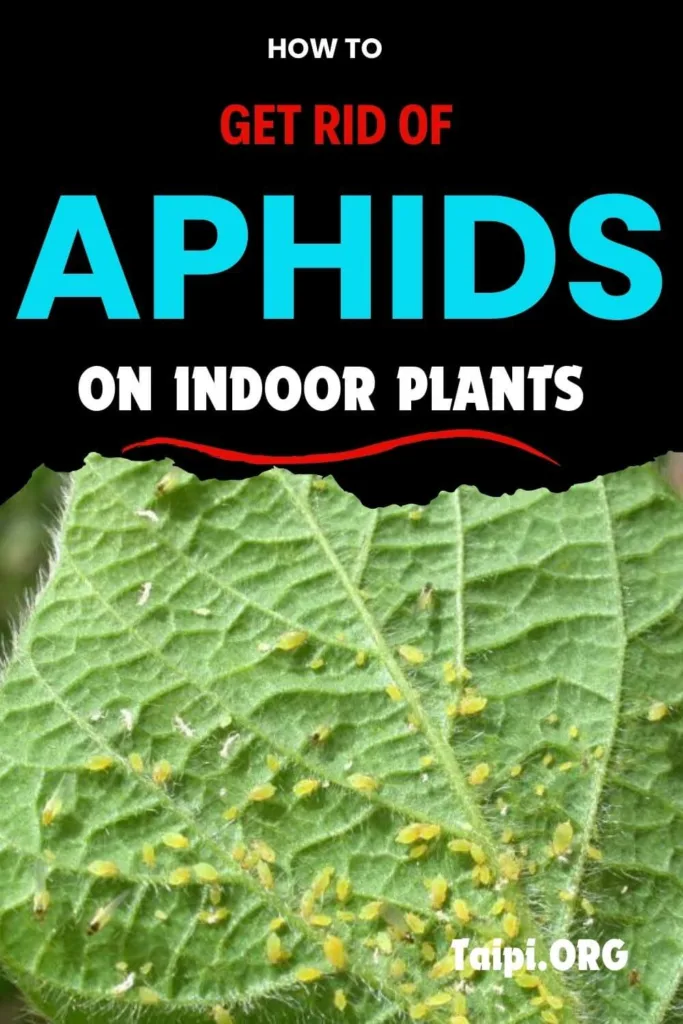 How to Get Rid of Aphids on Indoor Plants