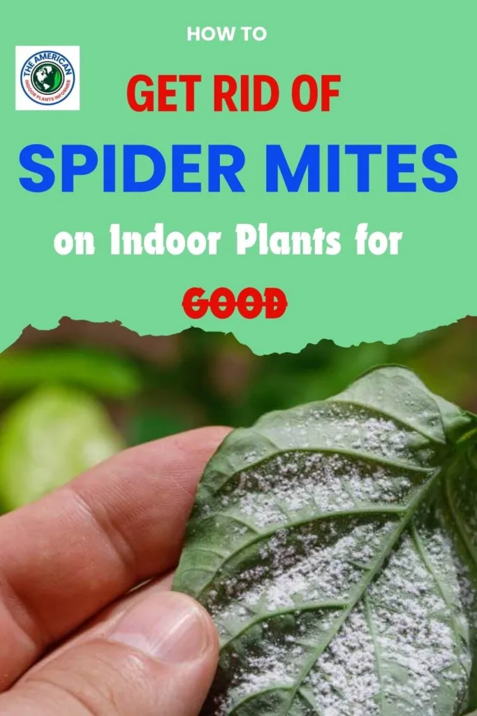 How to Get Rid of Spider Mites on Indoor Plants