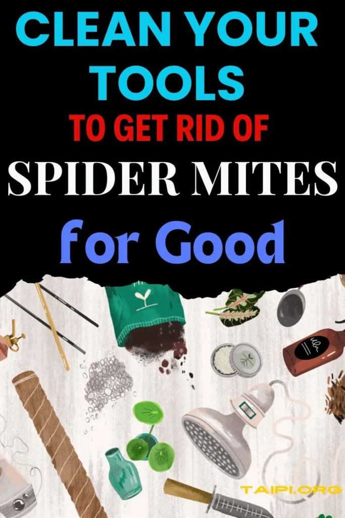 How to Get Rid of Spider Mites on Indoor Plants