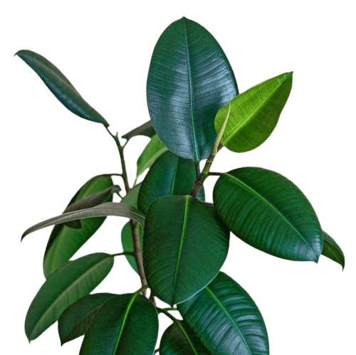 indoor plant large green leaves