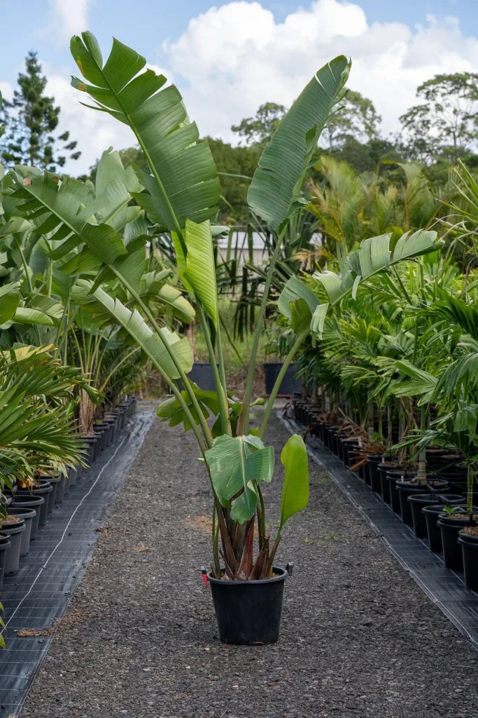 indoor plant large green leaves