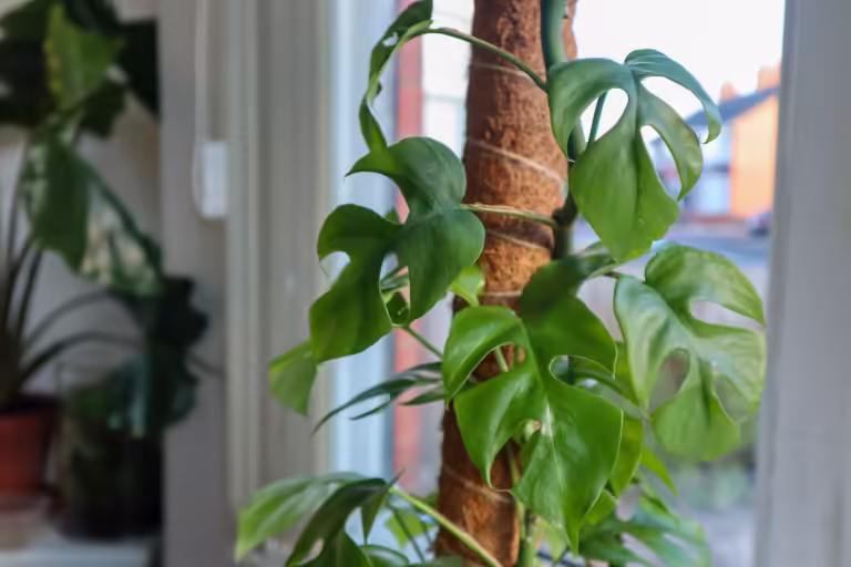 Mini Monstera | How to Grow BIG & Beautiful Plant