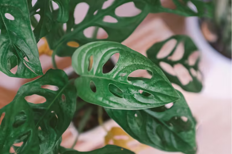 Monstera Adansonii Care Guide | Watering, Propagation & Fertilizing
