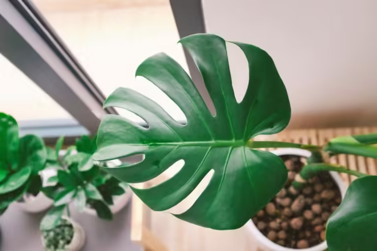 Monstera Deliciosa (Swiss Cheese Plant) Complete Care Guide 