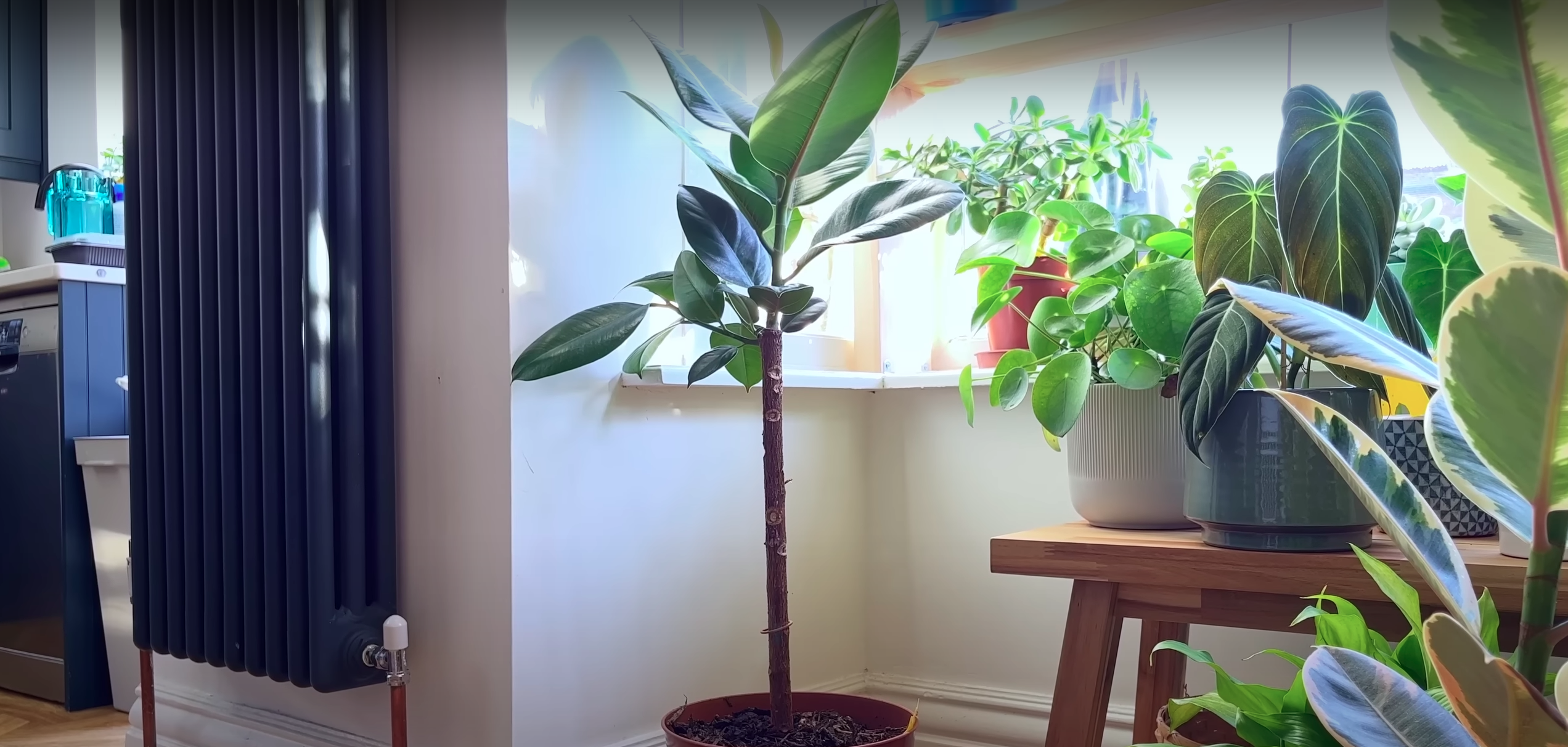 Rubber Plant placement