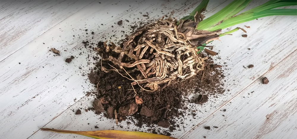 root rot