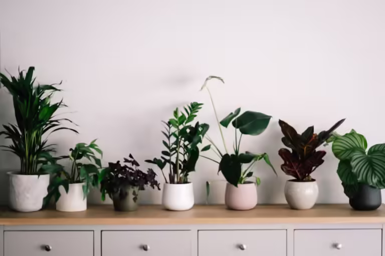 Small Indoor Plants