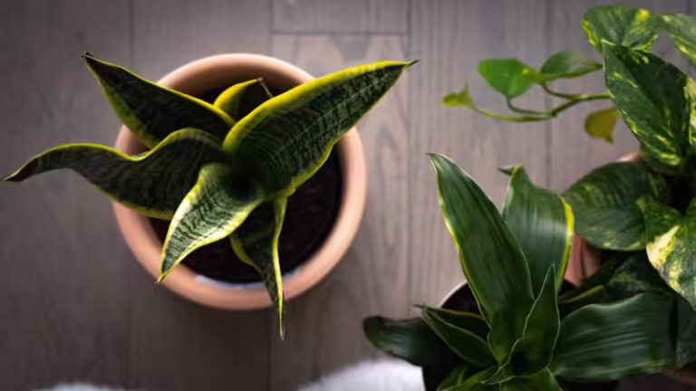 Snake Plant – Essential Care Tips You Need To Know