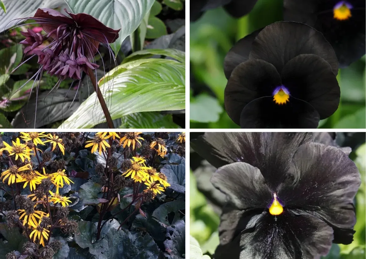 Black flowers and plants