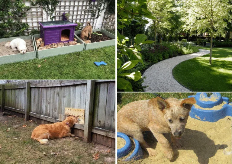 18 Dog-Friendly Backyard Ideas: Practical Tips For Your Furry Friend